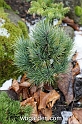 wbgarden dwarf conifers 63